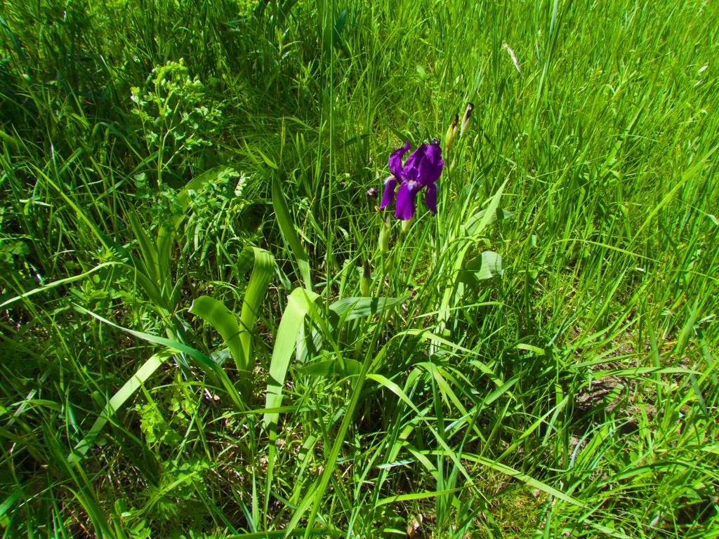 Iris aphylla L.